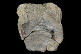 Bargain, Fossil Hadrosaur Dorsal Vertebra - Aguja Formation #116586-1